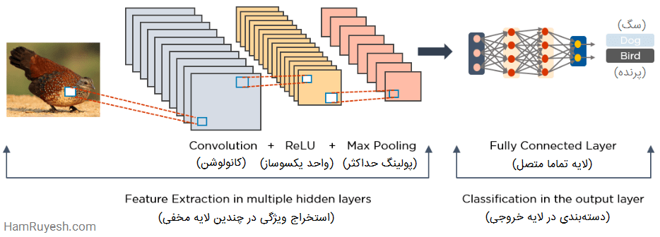 الگوریتم-یادگیری-عمیق-هم-رویش